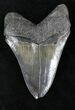 Sharply Serrated Megalodon Tooth - Georgia #21864-2